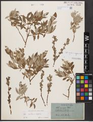 Foto von Salix aurita L. x Salix repens L.